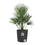 greensense aqua care round 43cm charcoal grey